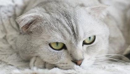 伴游怎么找?